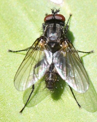 Réf. 278 690 : Delia radicum